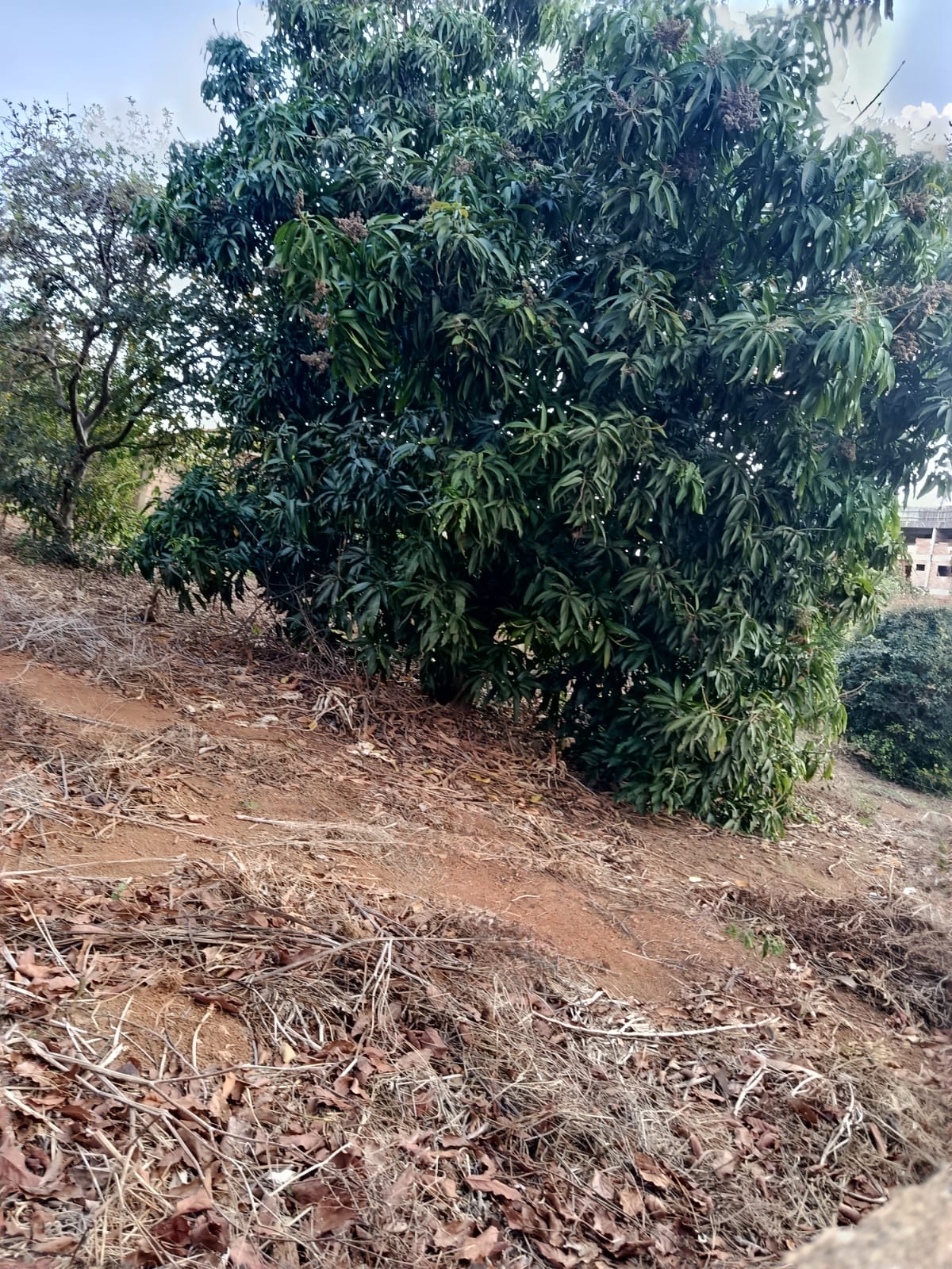 Terreno 450m Vila Silvéria - Imagem 1